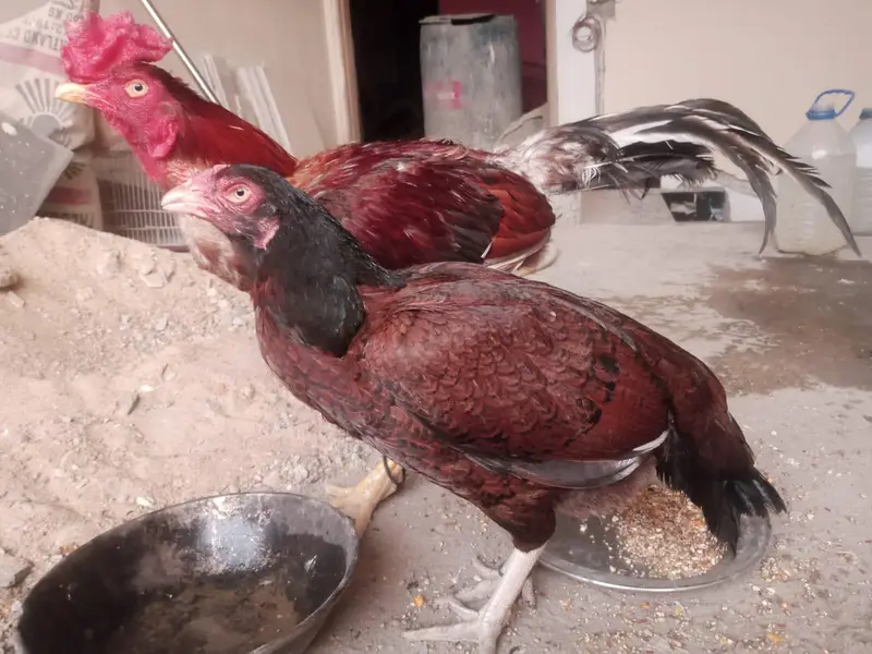 Aseel lakha bare size mei murga hai & miawali old blood line Madi — photo 2