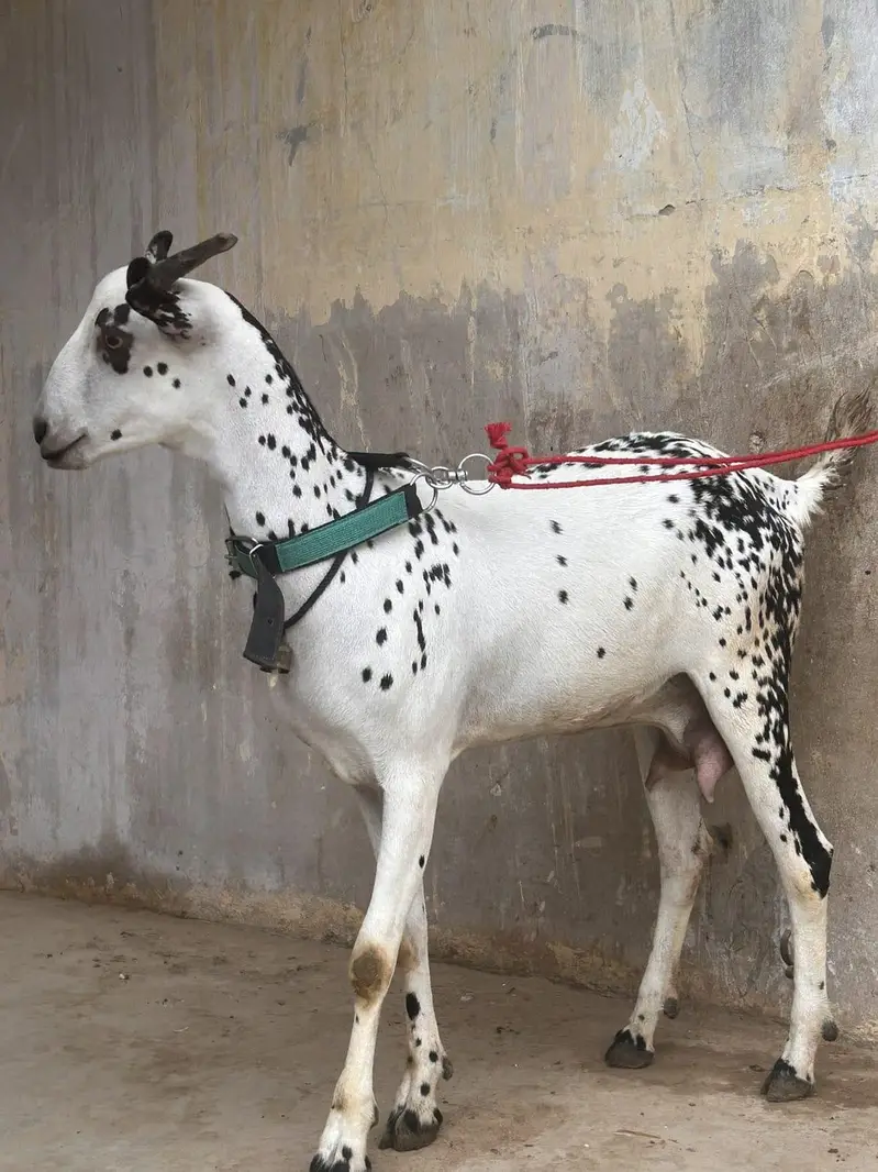 Outclass Teddy Female Available For Sale