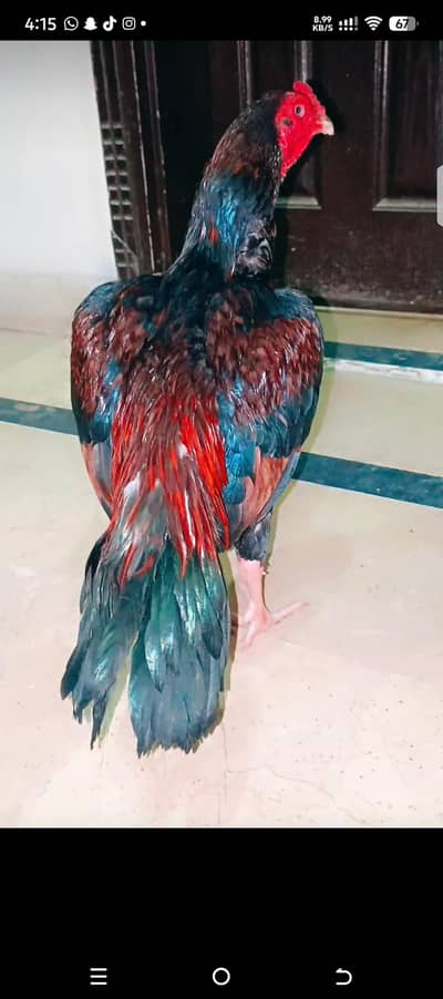 Highbreed Miwali aseel 03480008558