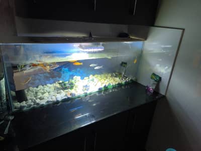 Aquarium | Fish Aquarium | Fish Tank | Glass Aquarium  For Sale