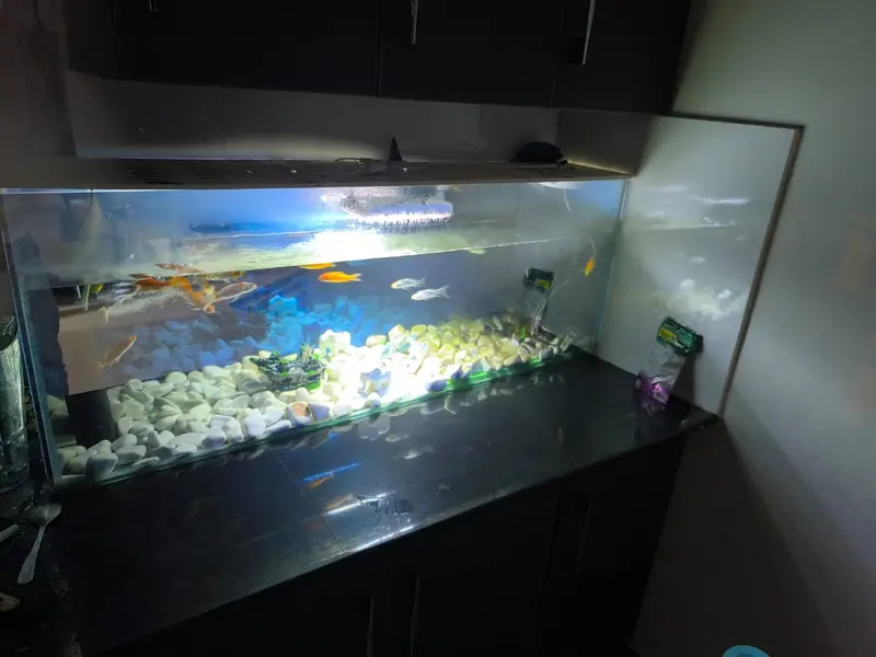 Aquarium | Fish Aquarium | Fish Tank | Glass Aquarium  For Sale