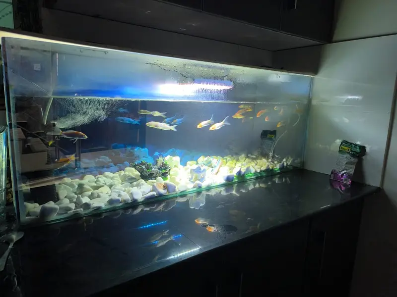 Aquarium | Fish Aquarium | Fish Tank | Glass Aquarium  For Sale — photo 2