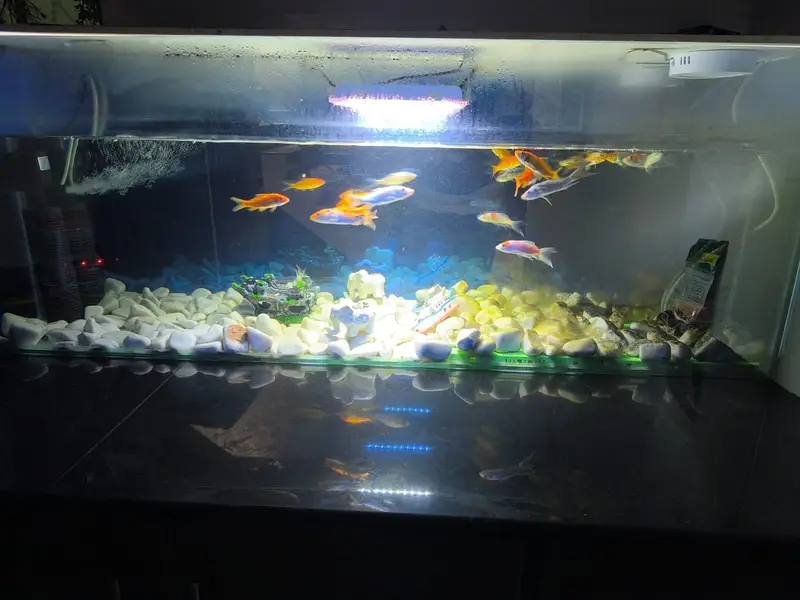 Aquarium | Fish Aquarium | Fish Tank | Glass Aquarium  For Sale — photo 3