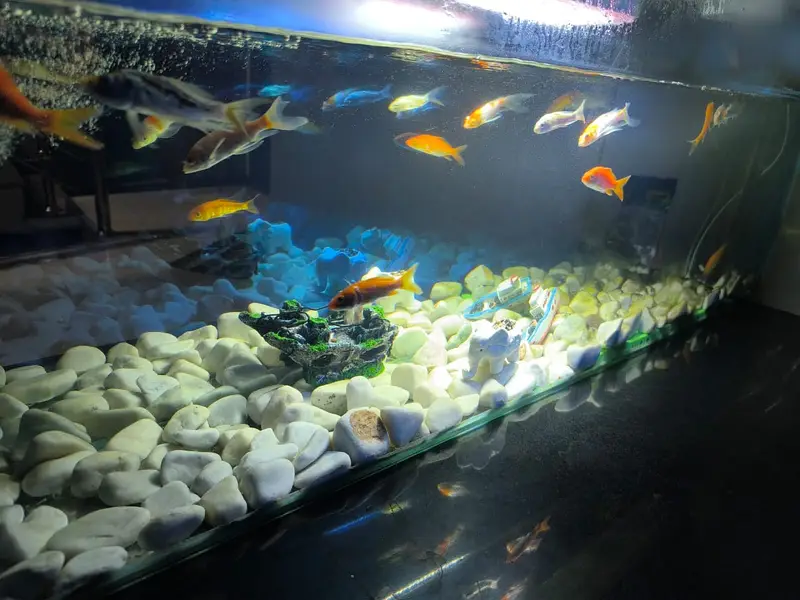 Aquarium | Fish Aquarium | Fish Tank | Glass Aquarium  For Sale — photo 4