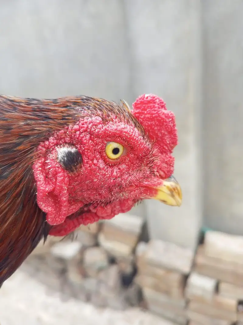 Lakkka Murgh available — photo 2