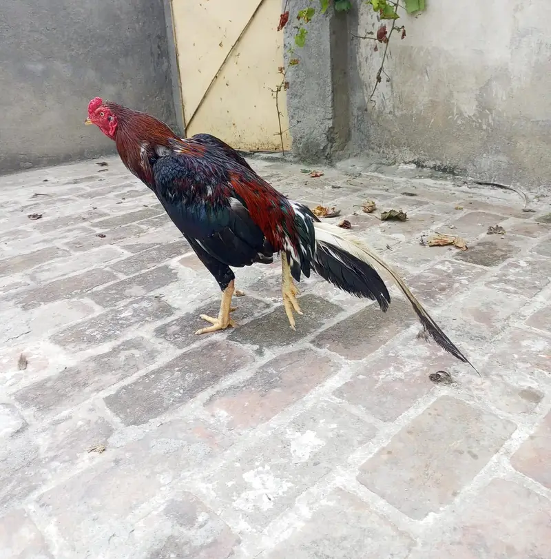 Lakkka Murgh available — photo 3