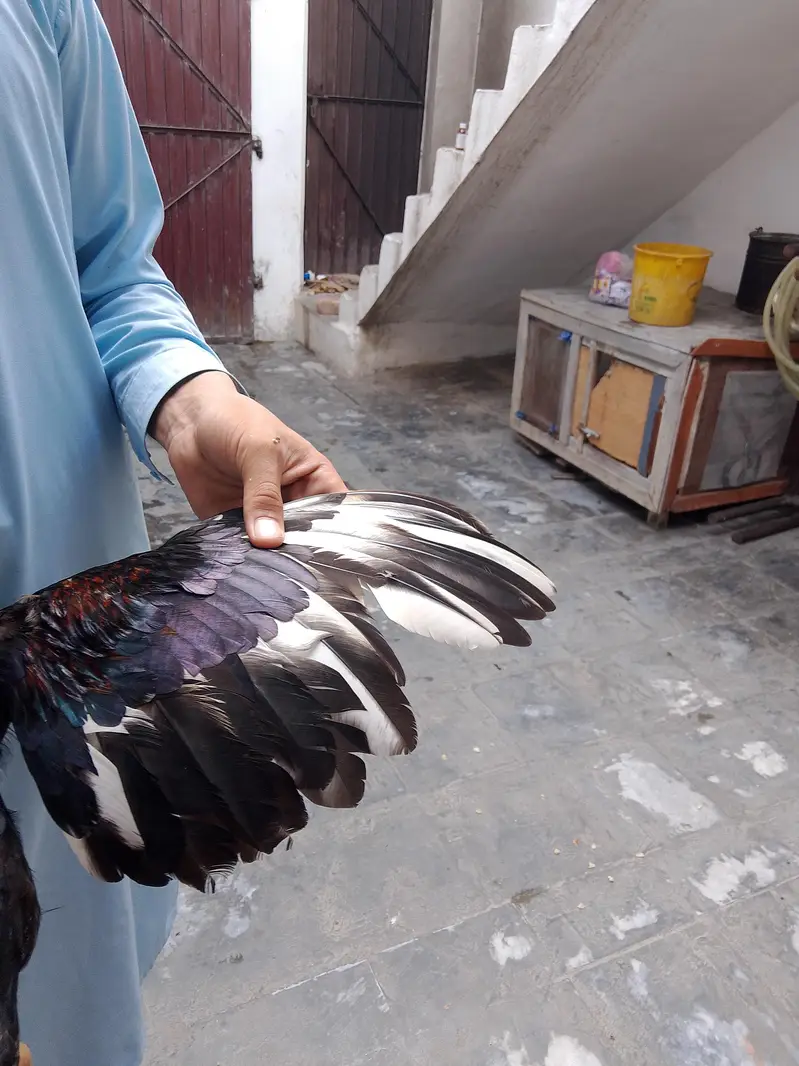 Lakkka Murgh available — photo 4