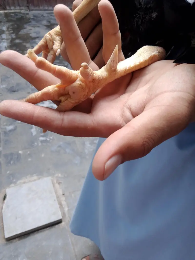 Lakkka Murgh available — photo 5