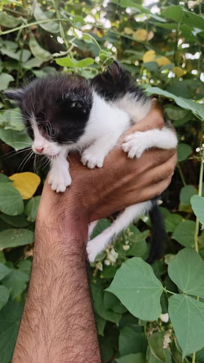 2Persian bicolor kittens healthy Playable for sale