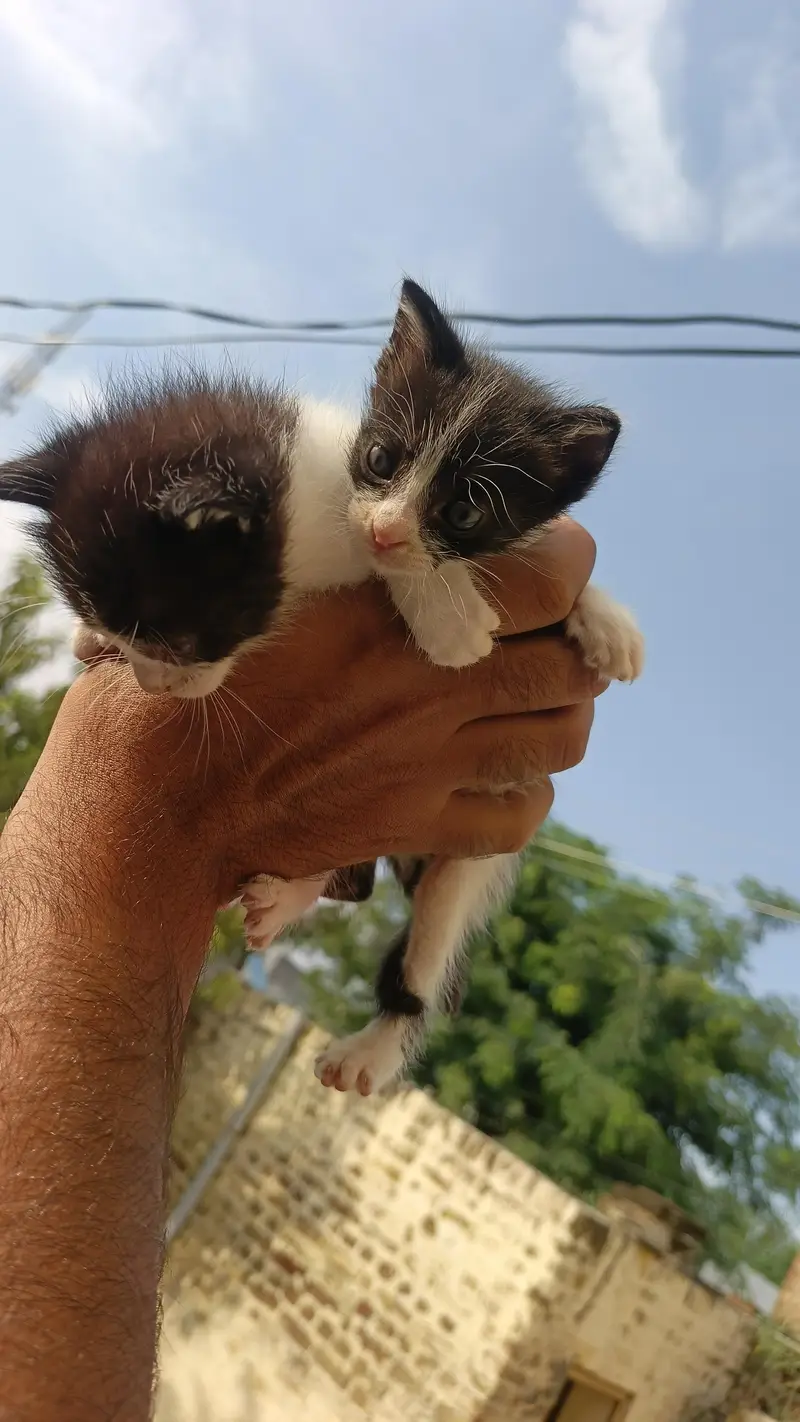 2Persian bicolor kittens healthy Playable for sale — photo 2