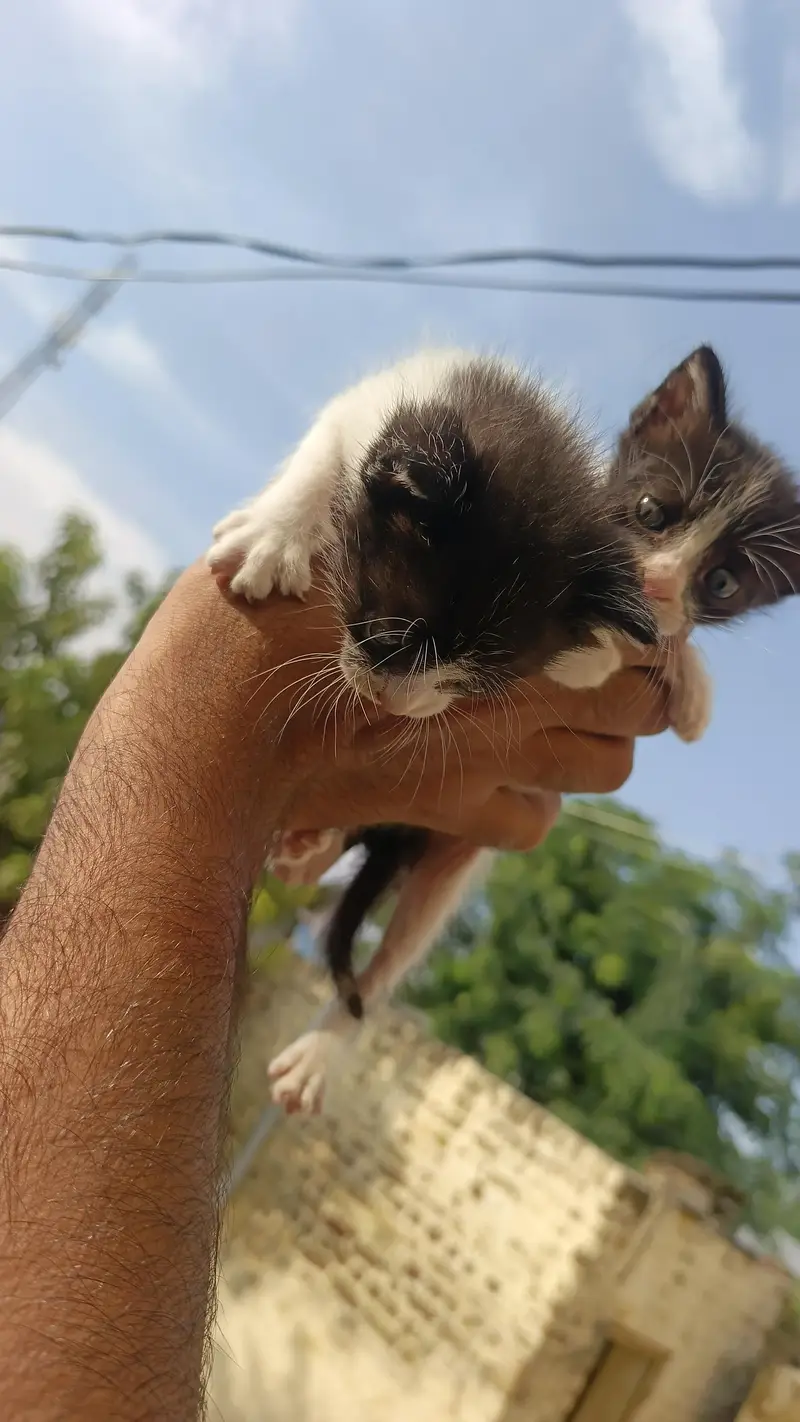 2Persian bicolor kittens healthy Playable for sale — photo 3