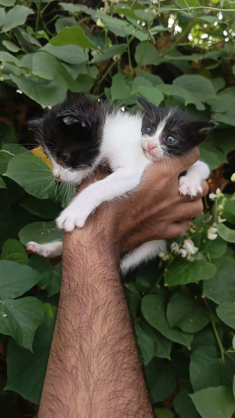 2Persian bicolor kittens healthy Playable for sale — photo 4