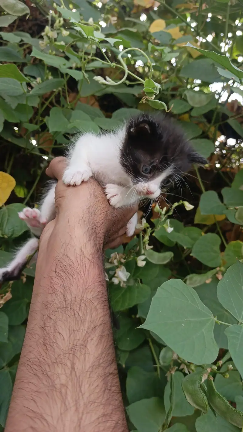 2Persian bicolor kittens healthy Playable for sale — photo 5