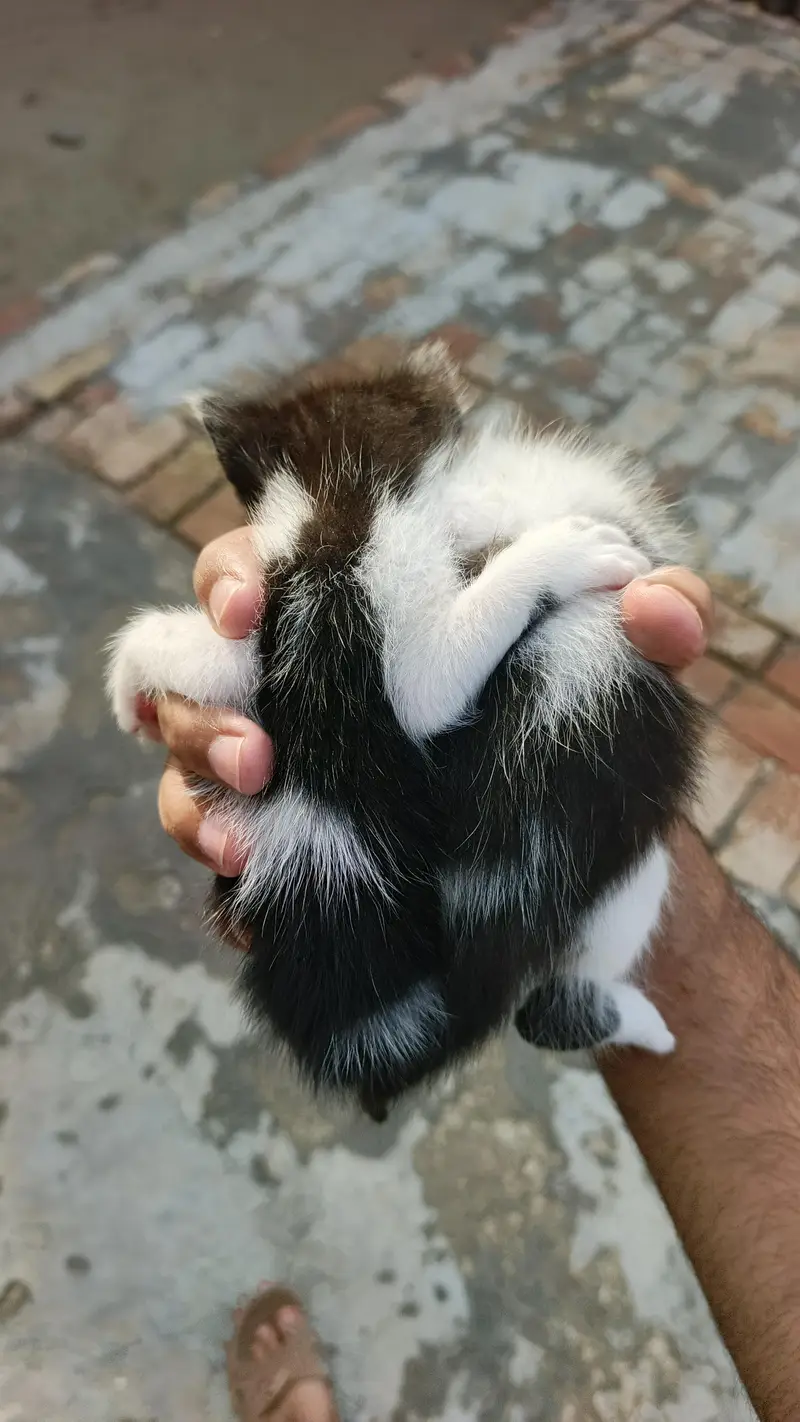 2Persian bicolor kittens healthy Playable for sale — photo 6