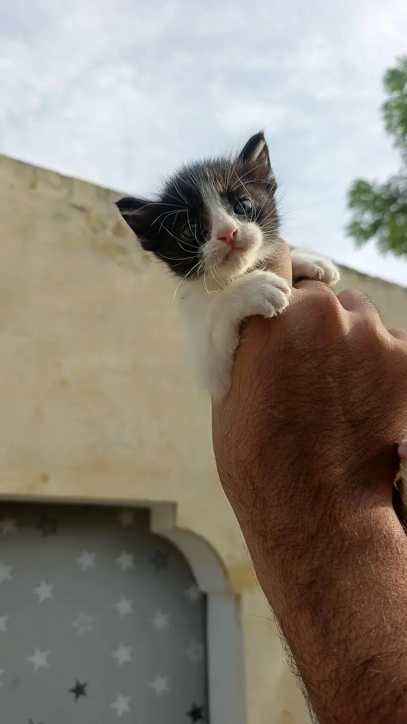2Persian bicolor kittens healthy Playable for sale — photo 7