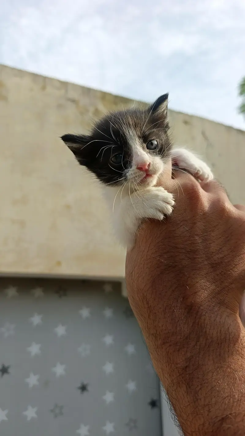 2Persian bicolor kittens healthy Playable for sale — photo 8