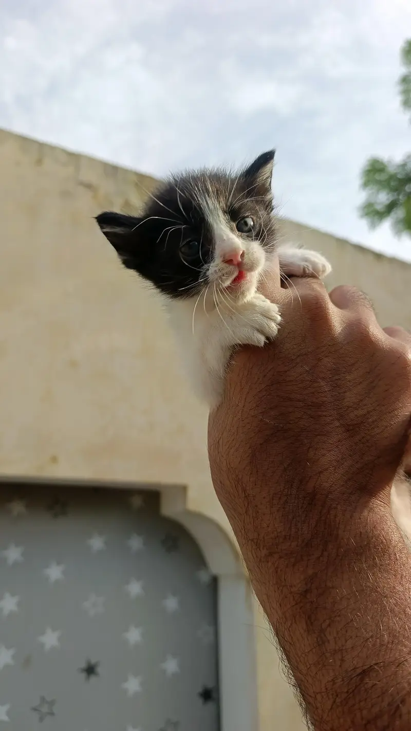 2Persian bicolor kittens healthy Playable for sale — photo 9