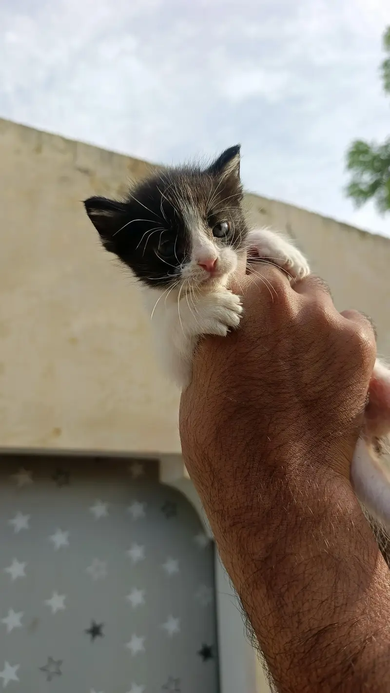 2Persian bicolor kittens healthy Playable for sale — photo 10