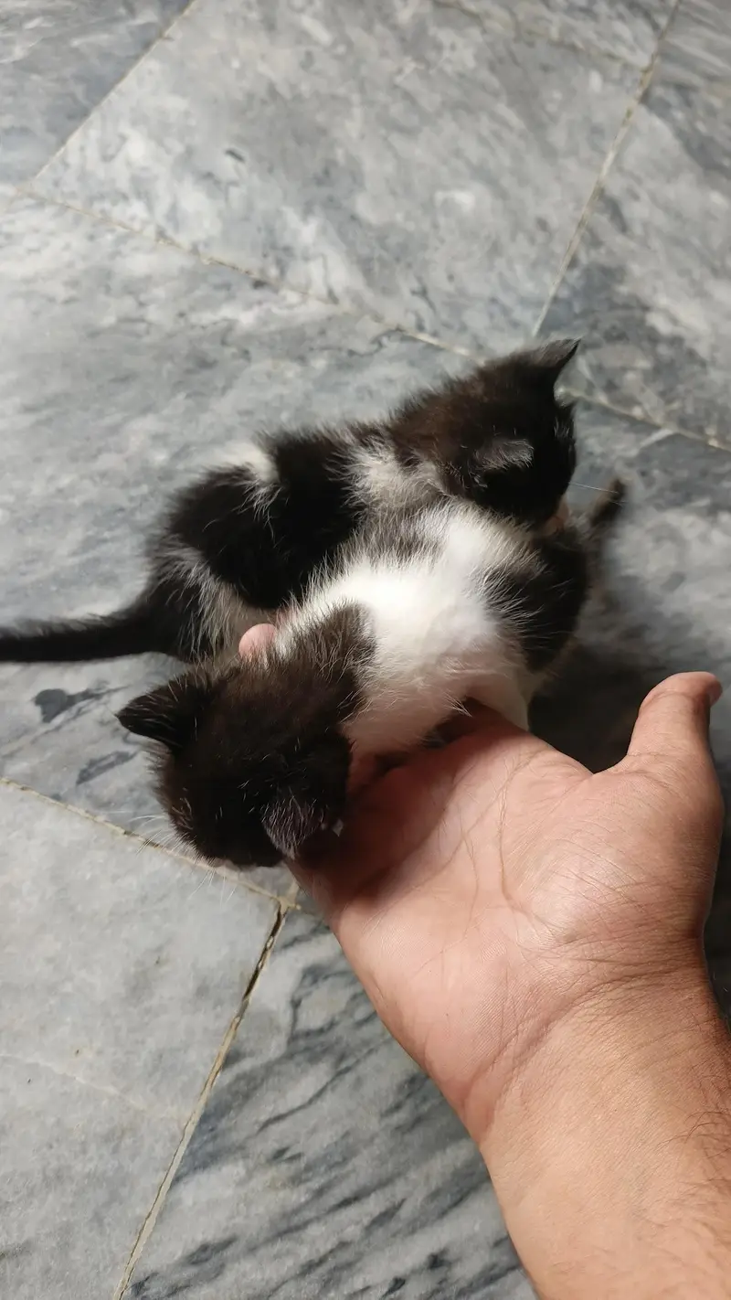 2Persian bicolor kittens healthy Playable for sale — photo 11