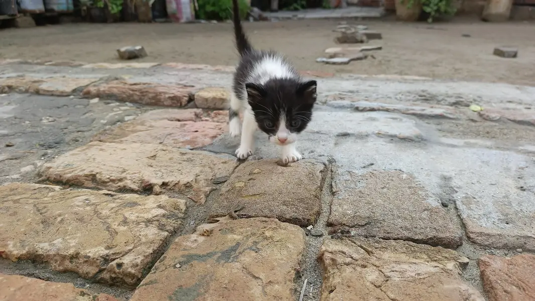 2Persian bicolor kittens healthy Playable for sale — photo 12