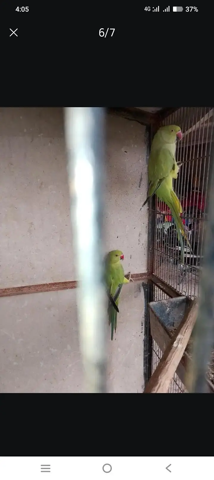 cocktail pair love birds. green parrot hian . — photo 3