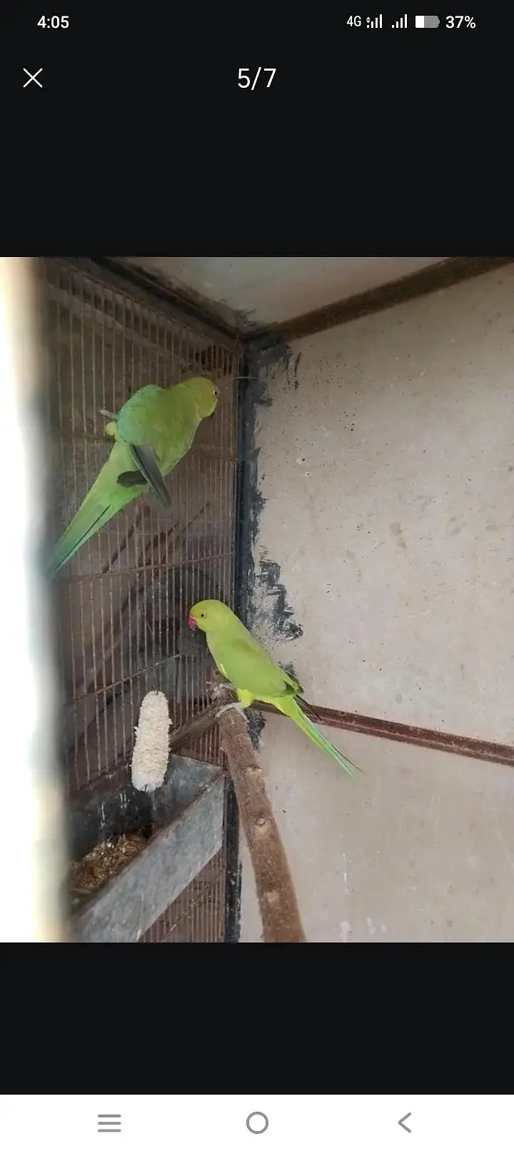 cocktail pair love birds. green parrot hian . — photo 4