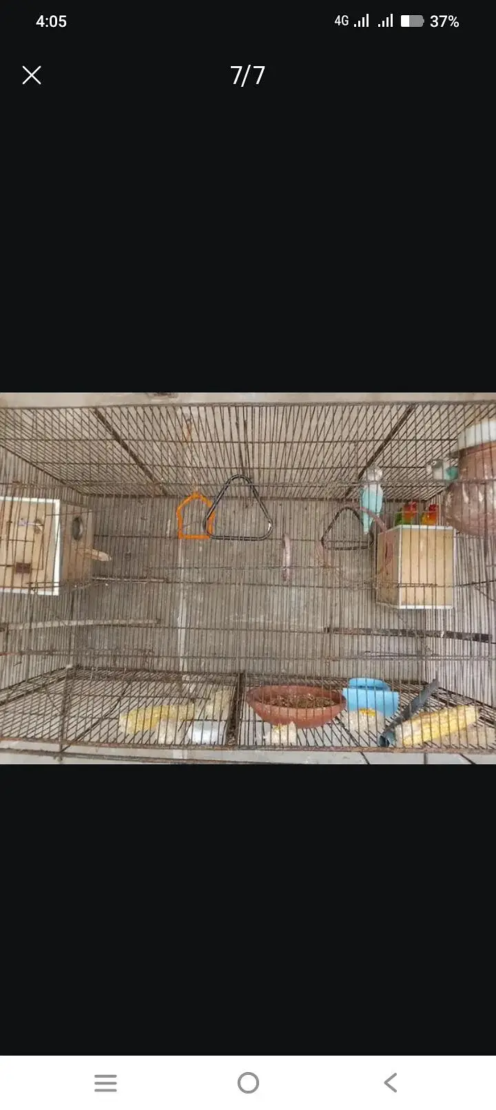 cocktail pair love birds. green parrot hian . — photo 5