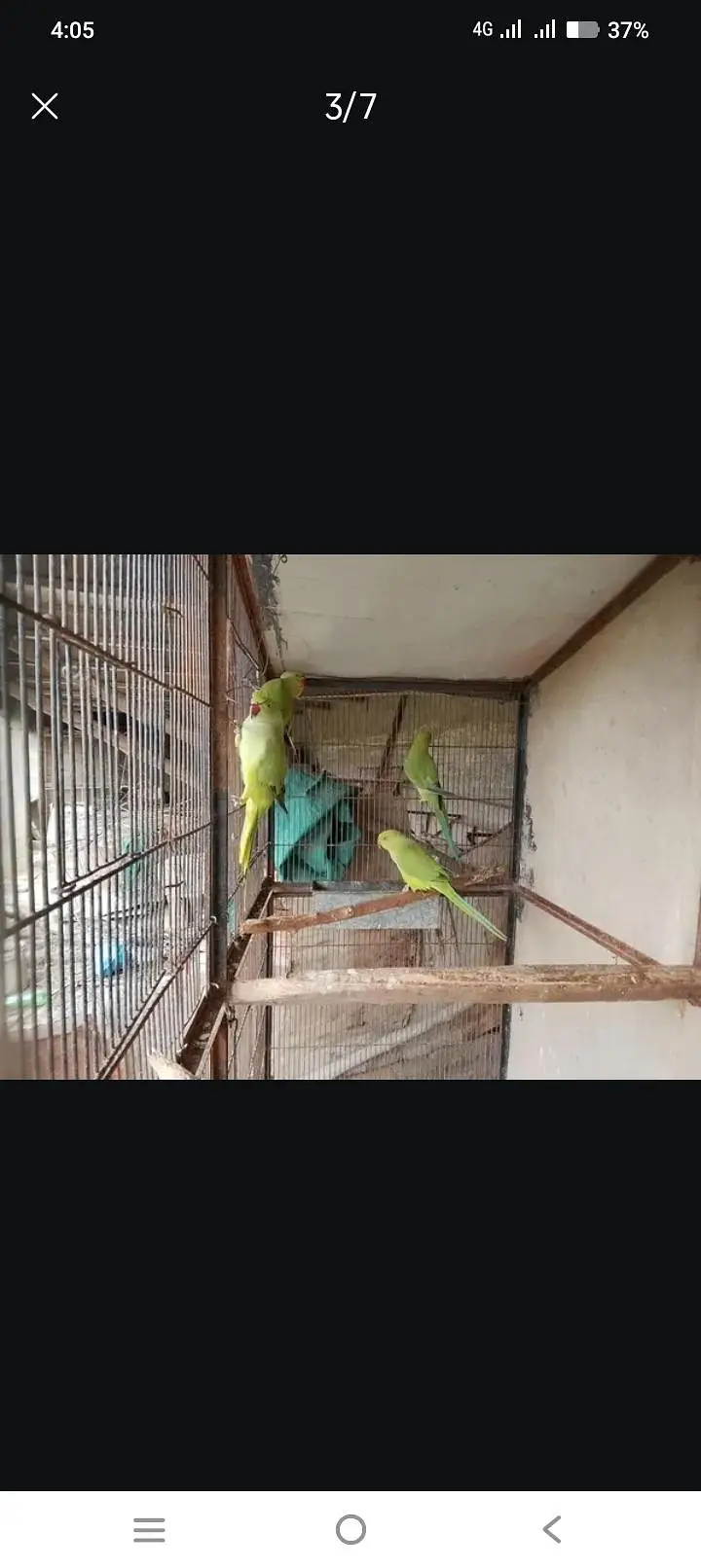 cocktail pair love birds. green parrot hian . — photo 7