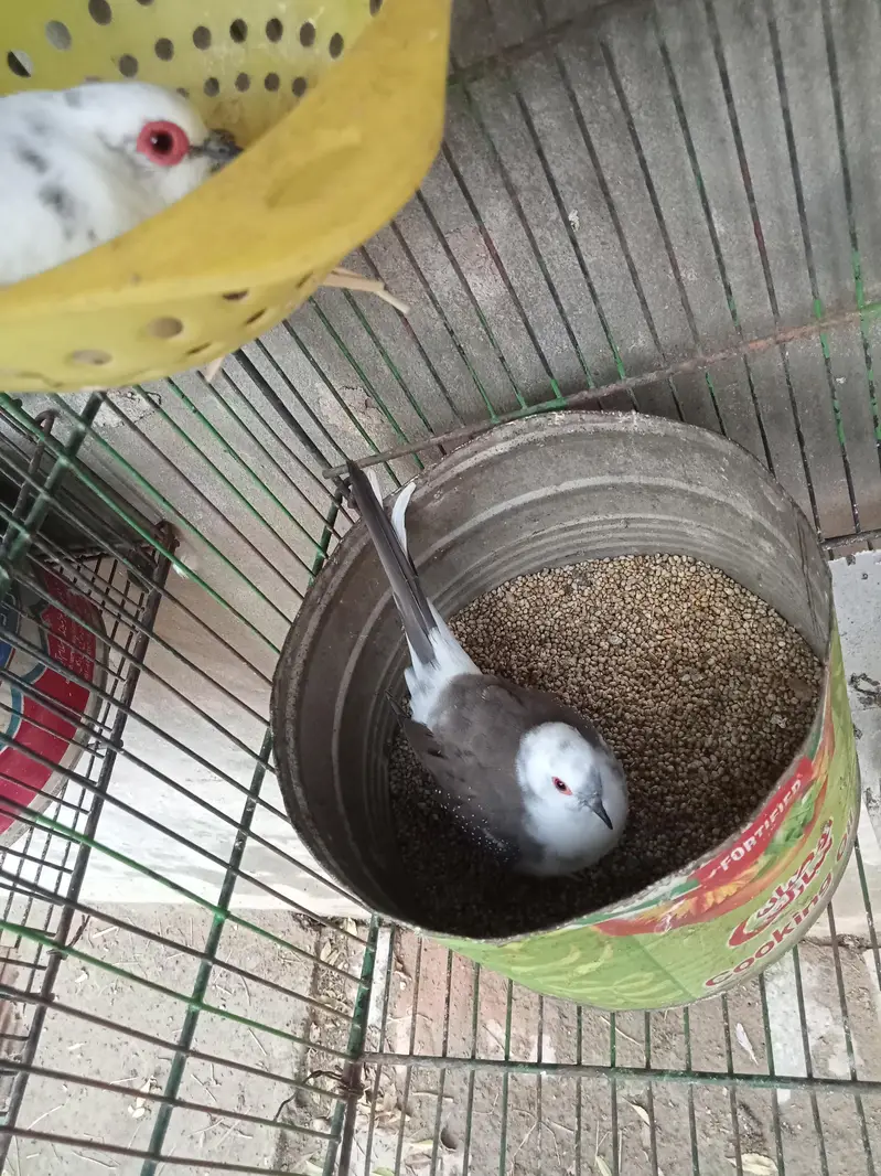 Diamond pied dove 2 pairs with chicks. — photo 2