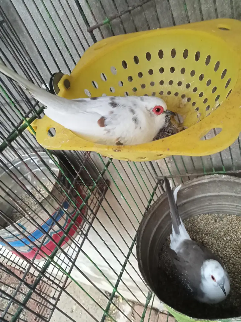 Diamond pied dove 2 pairs with chicks. — photo 3
