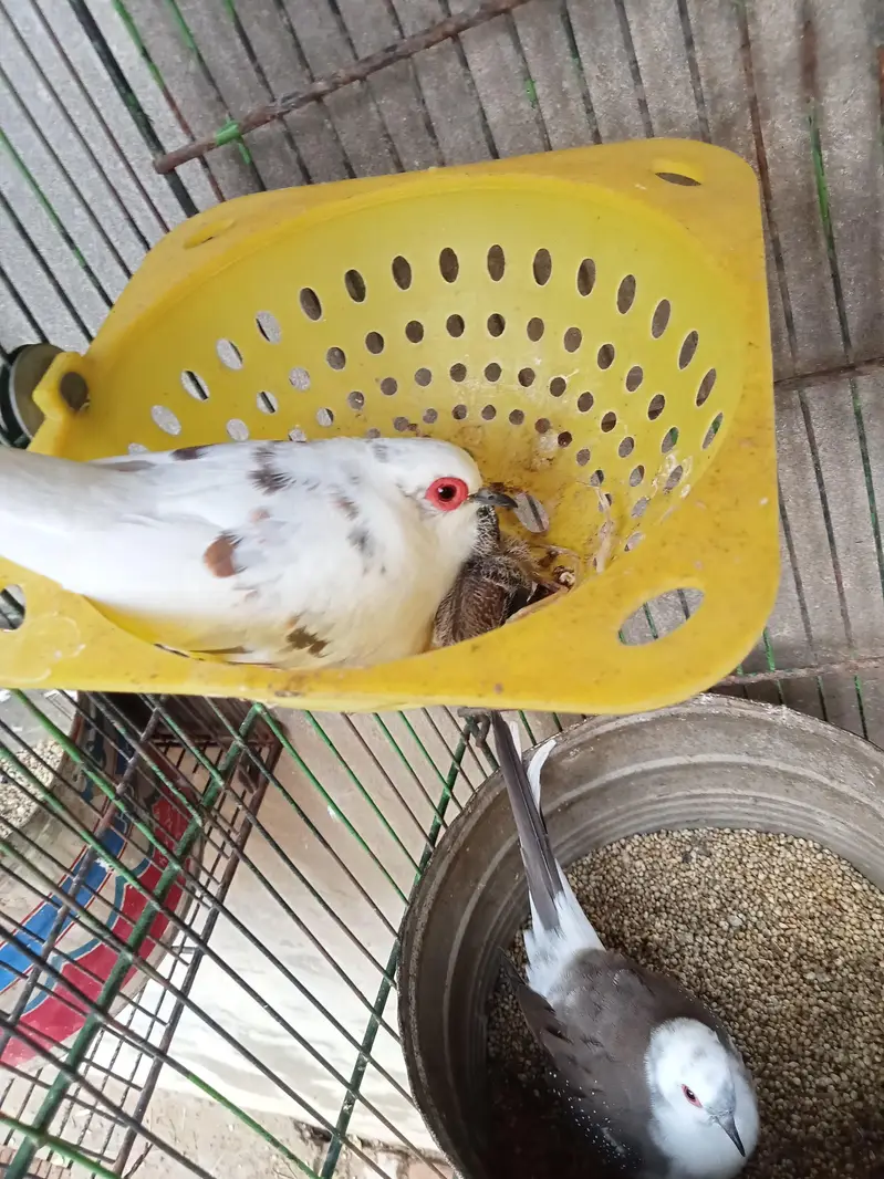 Diamond pied dove 2 pairs with chicks. — photo 4