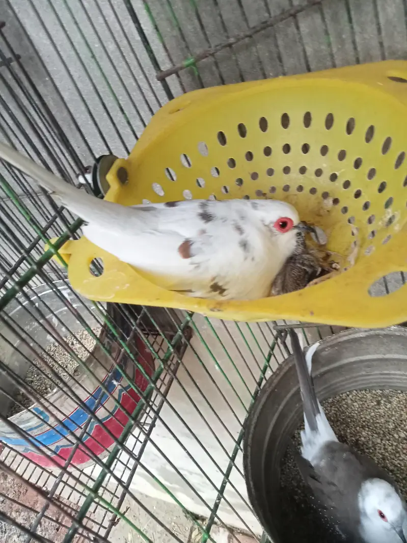 Diamond pied dove 2 pairs with chicks. — photo 5