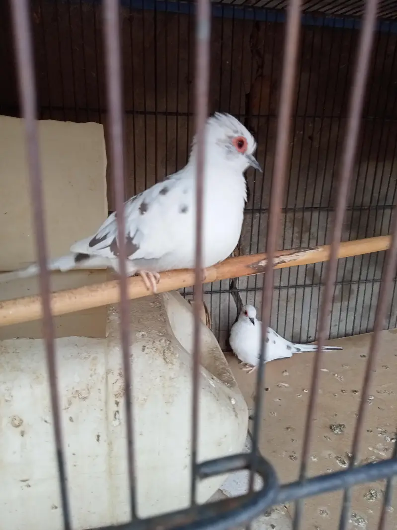 Diamond pied dove 2 pairs with chicks. — photo 6