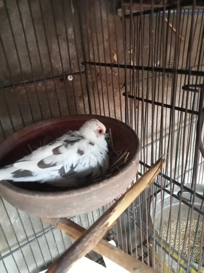 Diamond pied dove 2 pairs with chicks. — photo 7