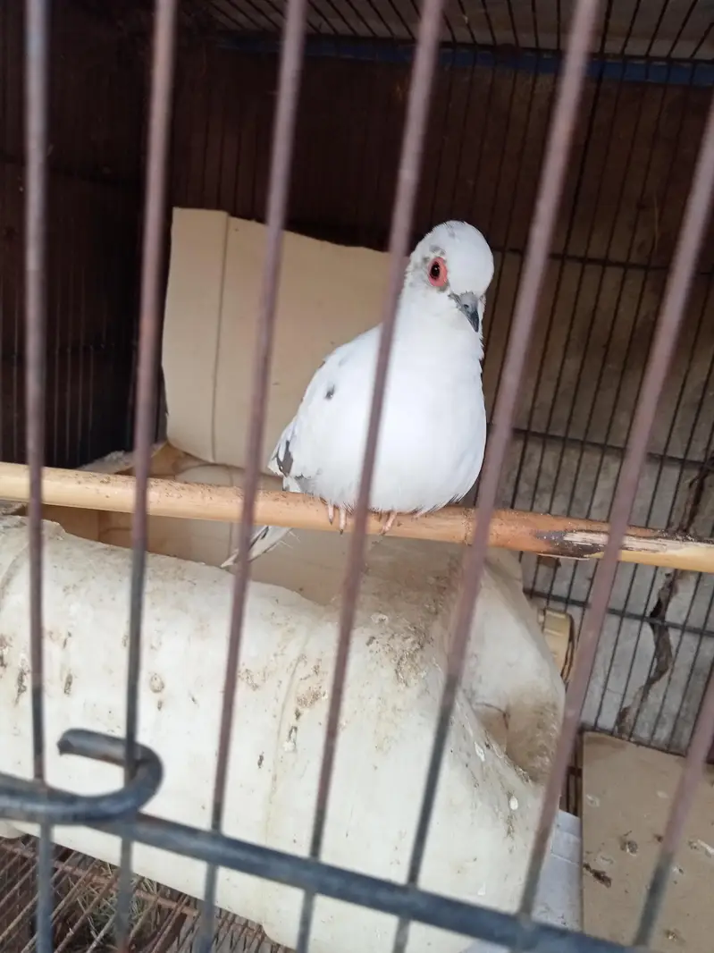 Diamond pied dove 2 pairs with chicks. — photo 8