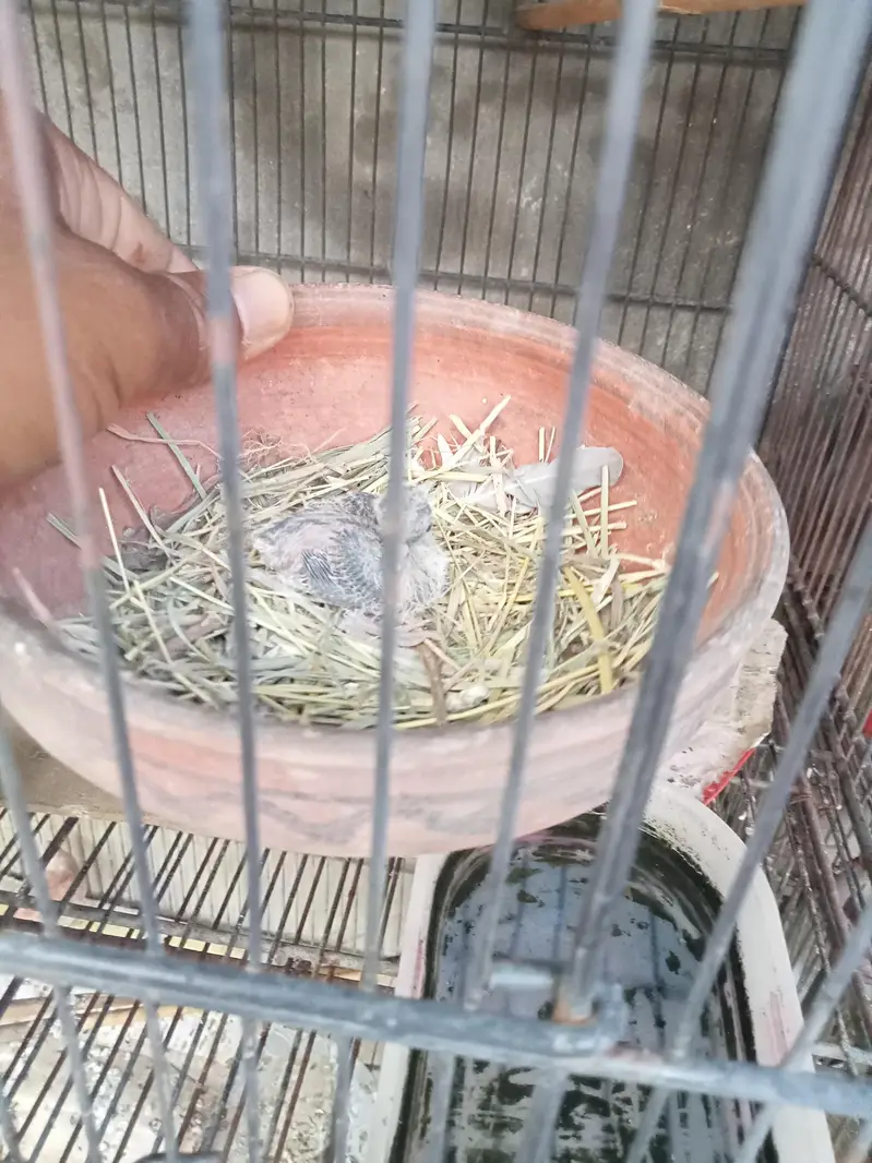 Diamond pied dove 2 pairs with chicks. — photo 9