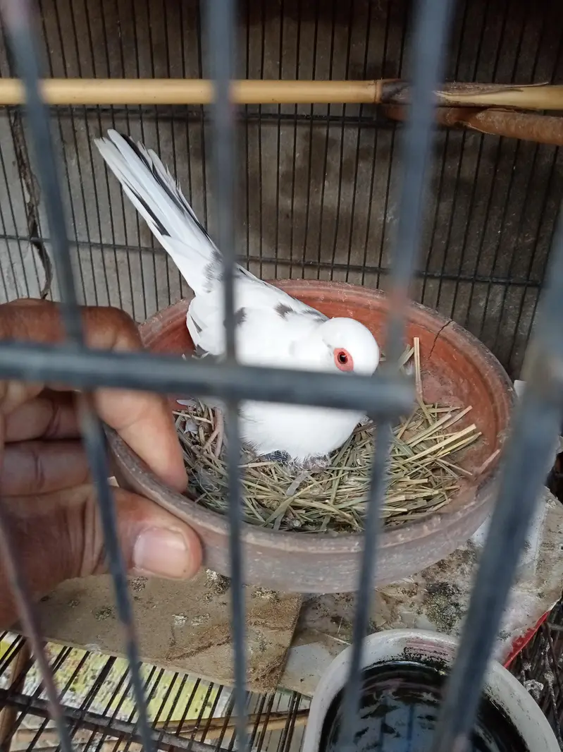 Diamond pied dove 2 pairs with chicks. — photo 10