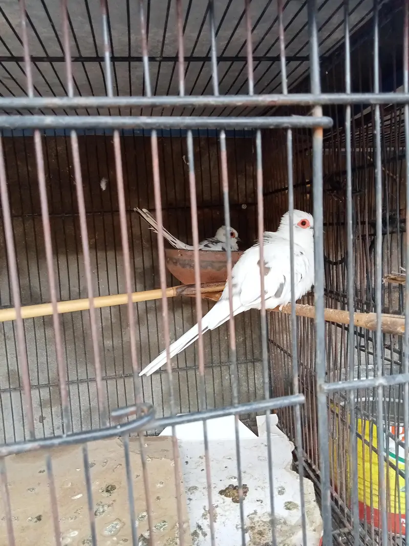 Diamond pied dove 2 pairs with chicks. — photo 11