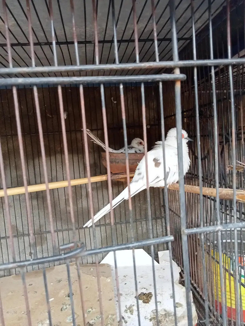 Diamond pied dove 2 pairs with chicks. — photo 12