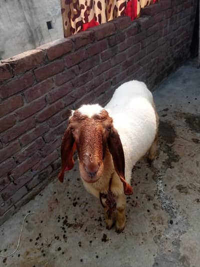 chatraa Desi nasal