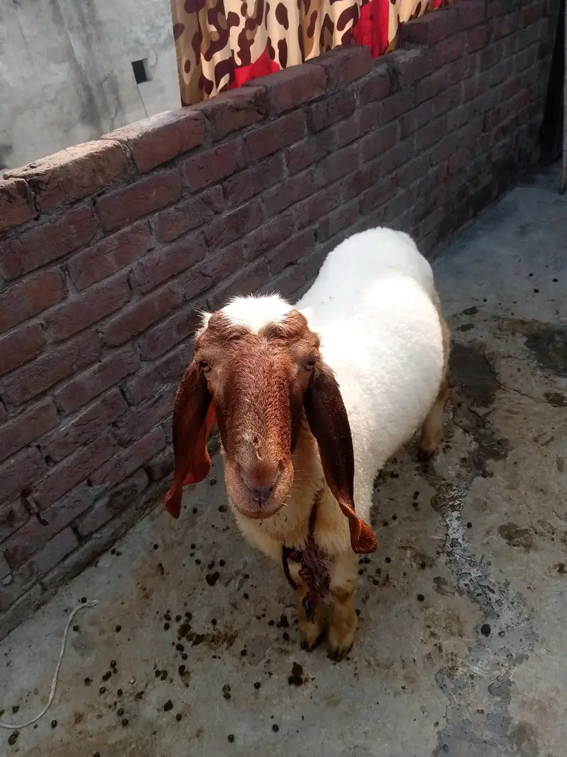 chatraa Desi nasal 45k or bakra or pathora 65k
