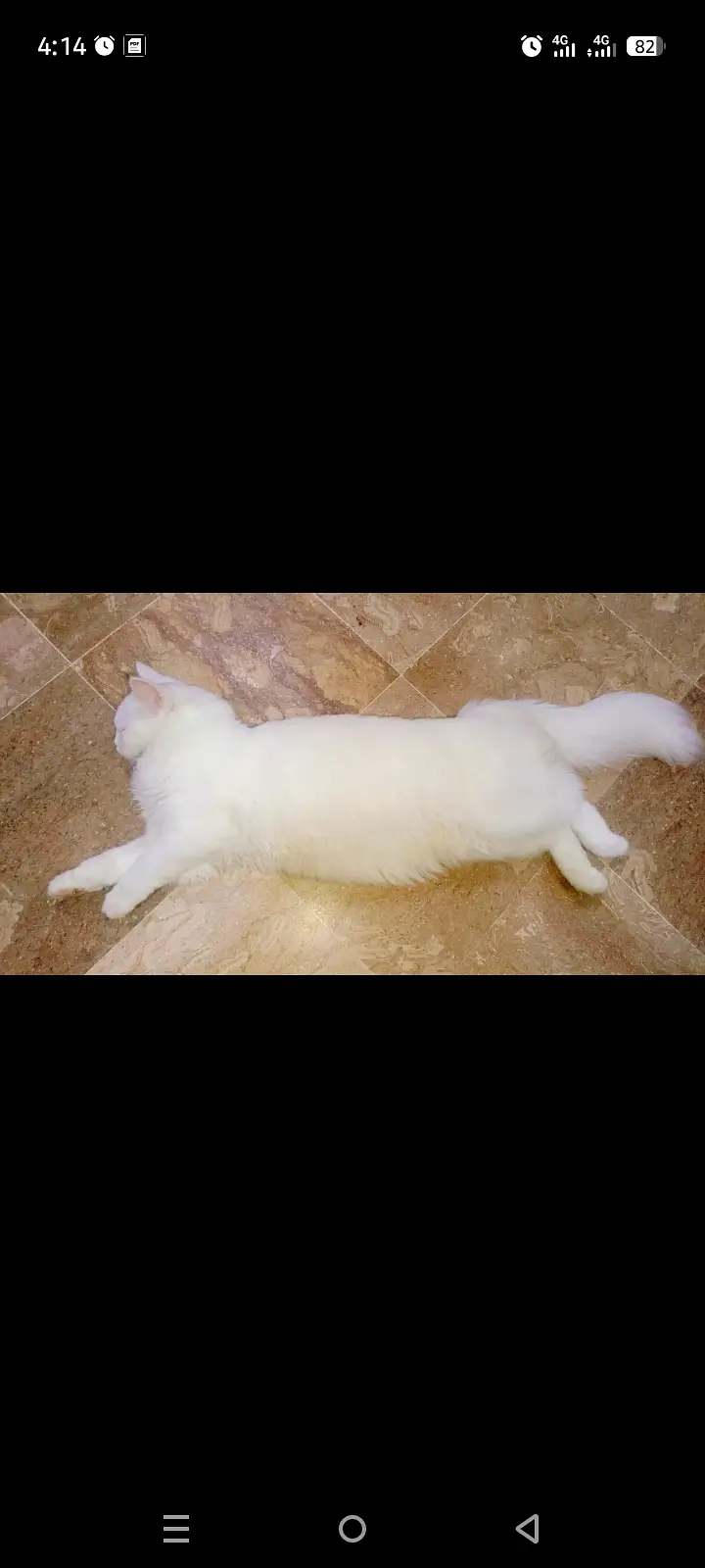 White Persian for Sale — photo 2