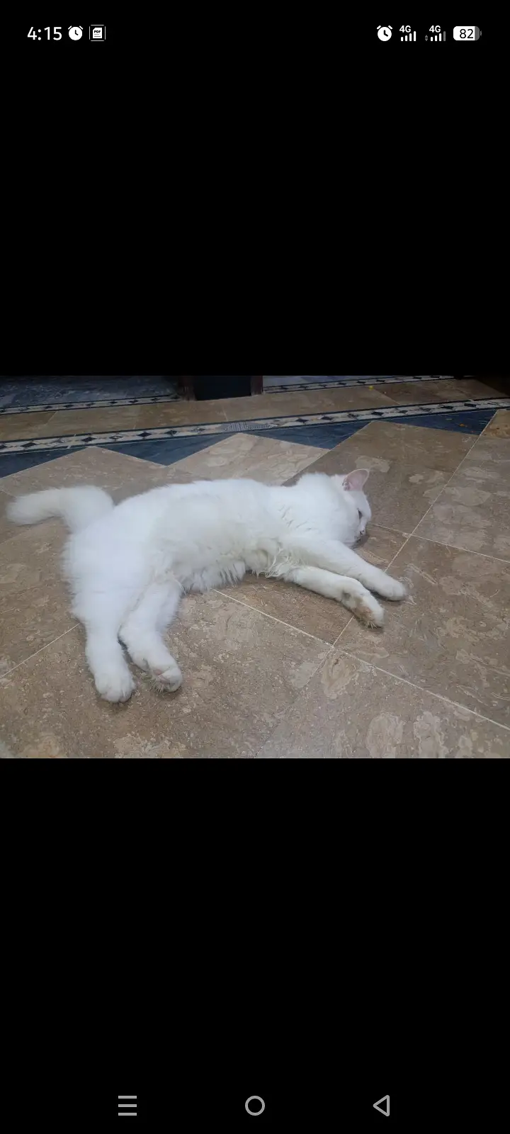 White Persian for Sale — photo 3