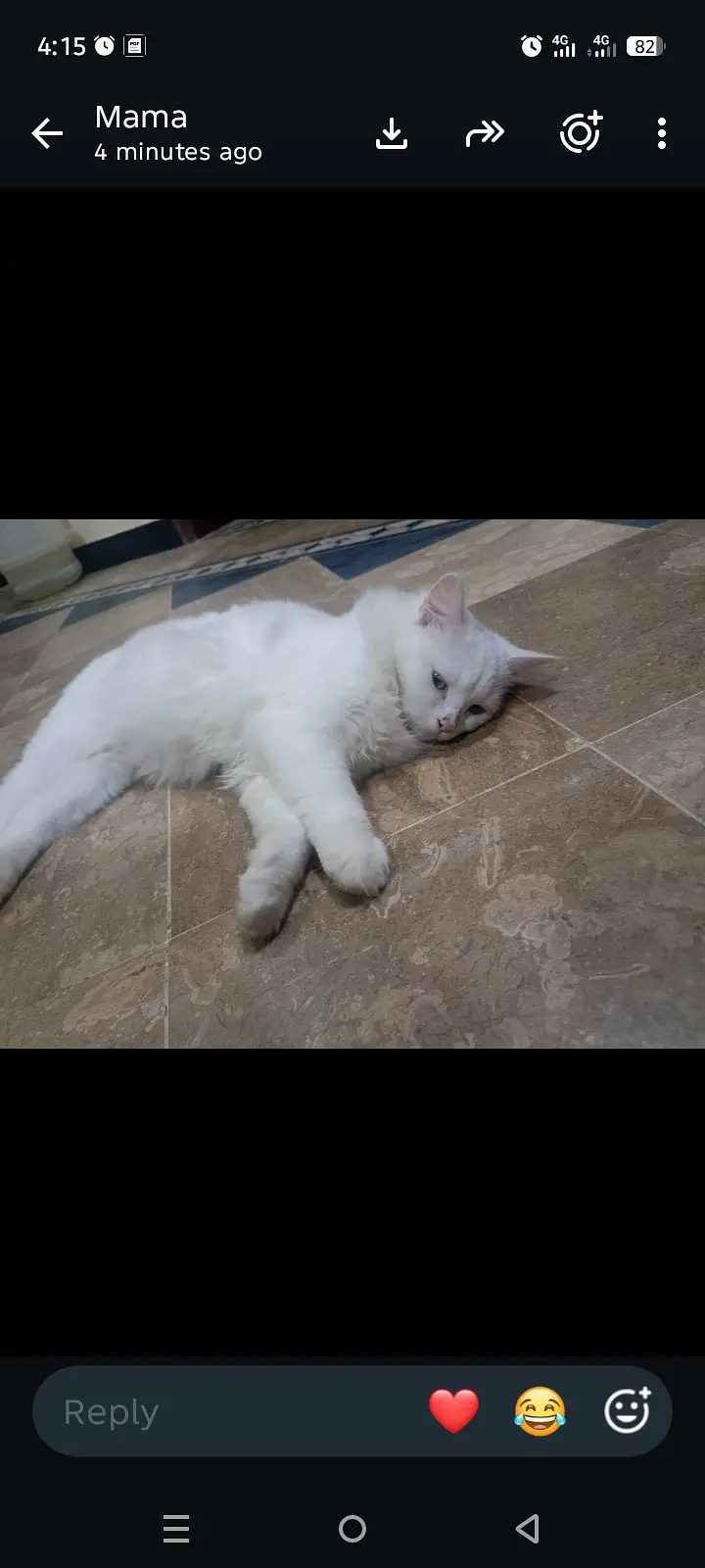 White Persian for Sale — photo 4