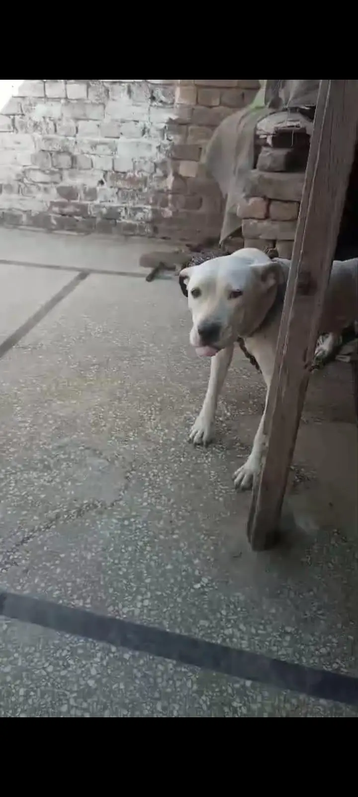 jawan kutti hai abi thk sohe nahi matlb bachy nahi dhy nasal aala hai — photo 8