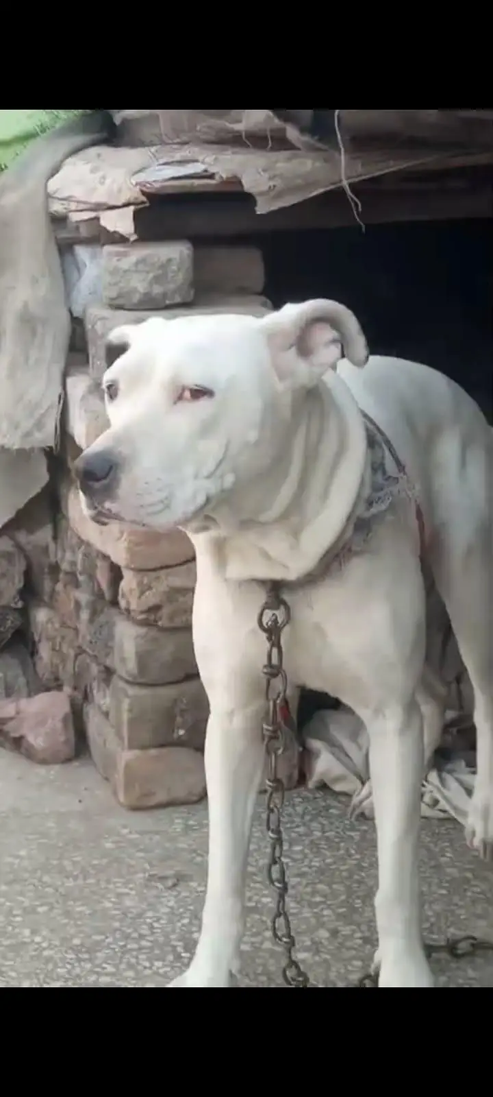 jawan kutti hai abi thk sohe nahi matlb bachy nahi dhy nasal aala hai — photo 9