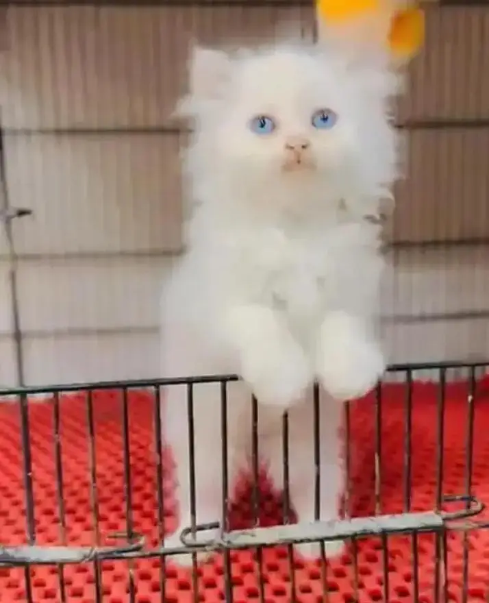 person cat for sale — photo 3