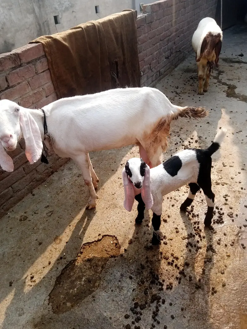 chatraa Desi nasal 45k or bakra or pathora 65k — photo 2