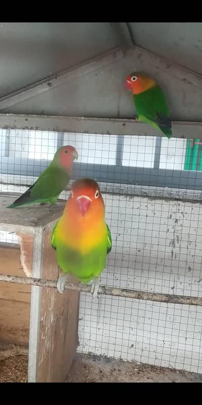 love bird