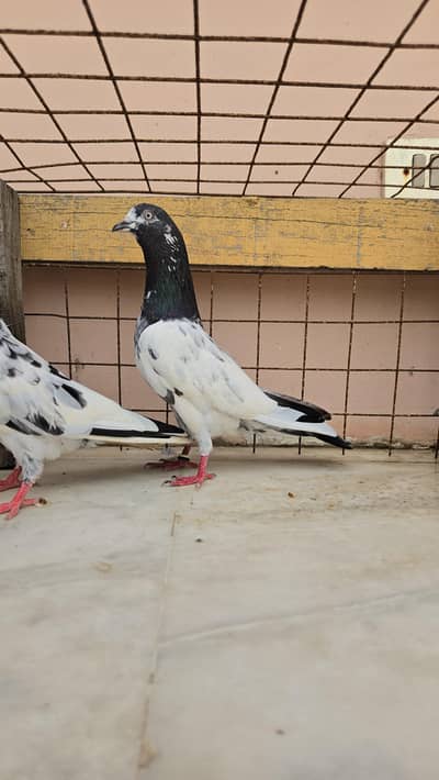 Teddy Pair/Teddi Pair/kabootar/Pigeon
